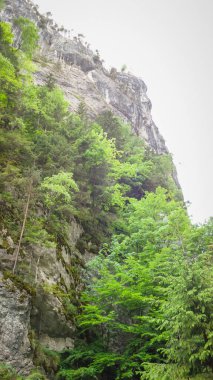 Ormanın güzel dağlardaki dikey görüntüsü. 