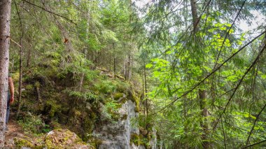 Ormanda yürüyüş. 