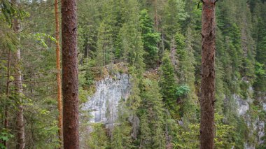 Orman güzel bir günde. Rusya. 