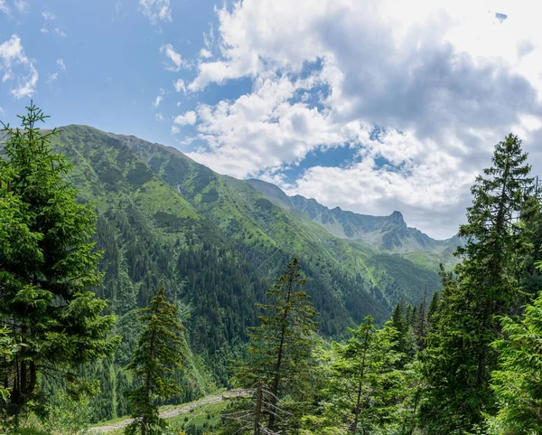 stock image mountain forest in the caucasus mountains 