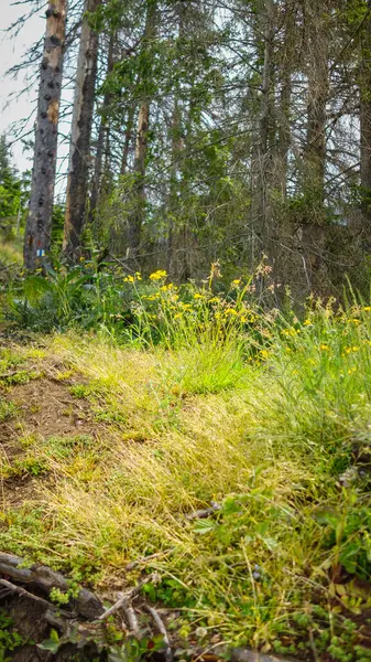 stock image summer in the forest. beautiful natural landscape 