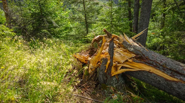 stock image a beautiful shot of a tree trunk with fallen leaves in the forest 