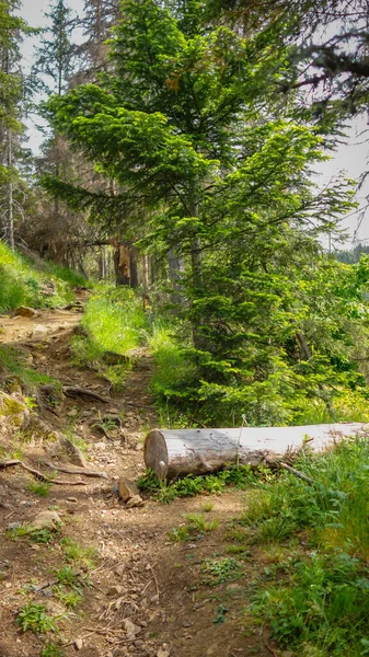 stock image mountain landscape with trees and bushes in the background 