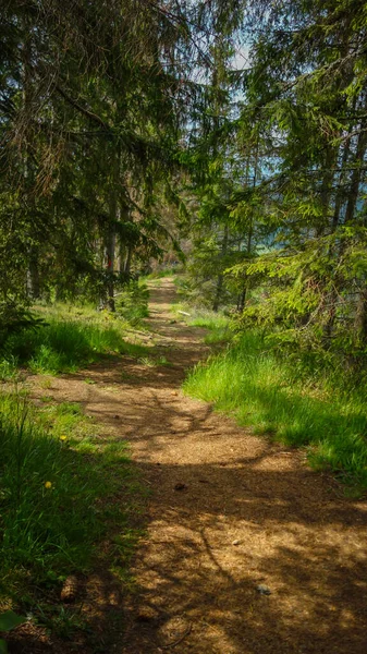 Путь Через Сосновый Лес — стоковое фото