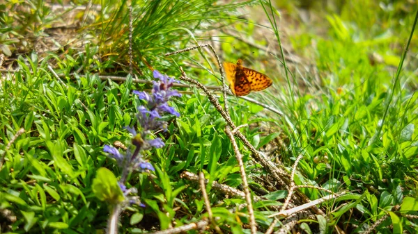Schmetterling Auf Einer Blume Auf Einer Wiese — Stockfoto