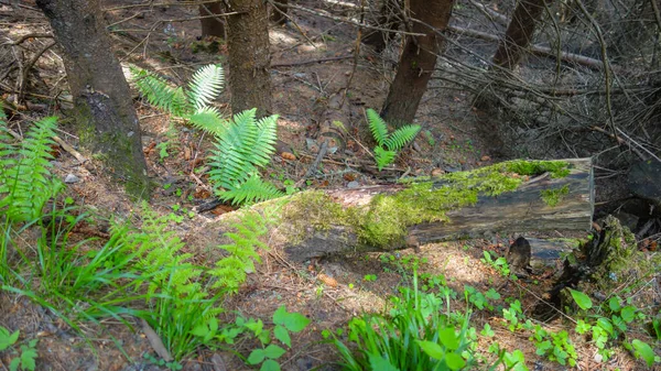 Musgo Verde Bosque —  Fotos de Stock
