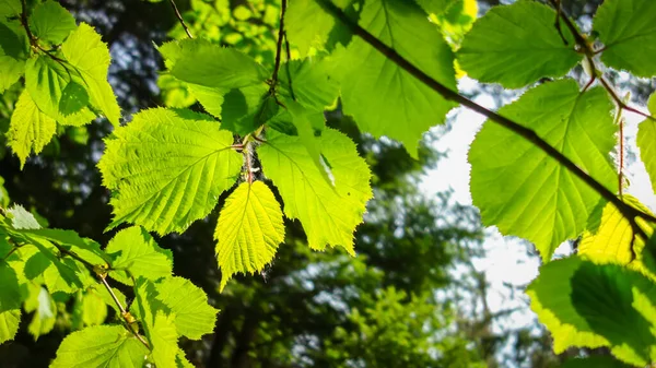 Зелене Кленове Листя Фон Сонячному Світлі — стокове фото