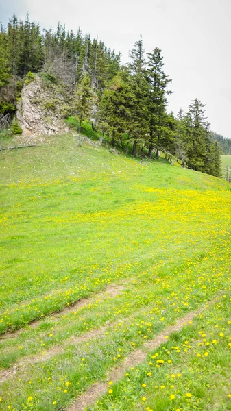 Весенний Пейзаж Горах — стоковое фото