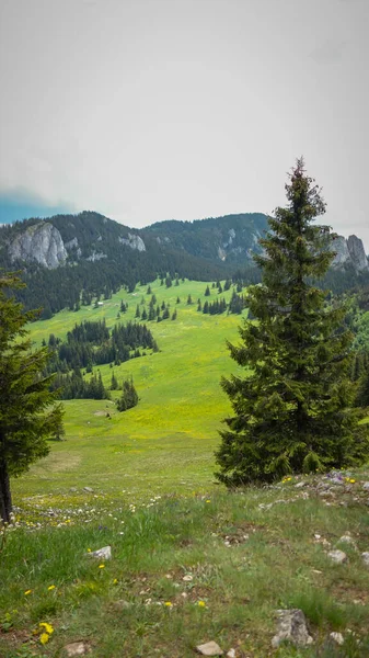 Eine Schöne Aufnahme Einer Grünen Wiese Den Bergen — Stockfoto