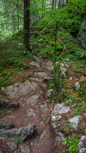 stock image hiking trail in a forest 