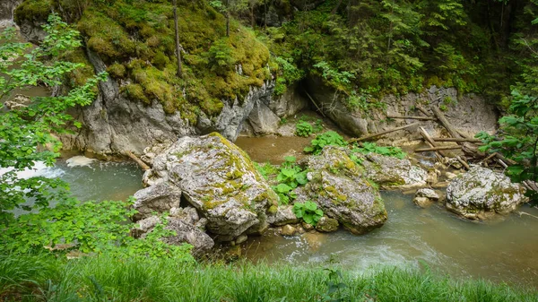Mała Rzeka Środku Zielonych Drzew Kamieniami — Zdjęcie stockowe