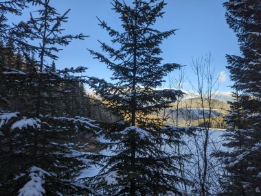 Kış Ormanında Karla Kaplanmış Ağaçlar