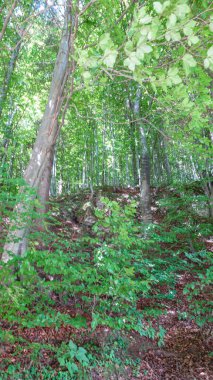 Güneşli bir yaz gününde güzel bir orman.