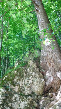 Ormandaki güzel yeşil ağaç gövdesi