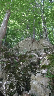 Güzel bir orman manzarası.