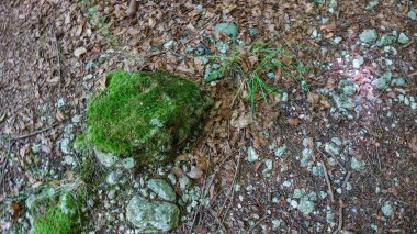 Yosun ve yosunlu bir taşın dokusu