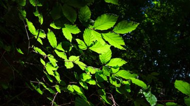 Ormanda yeşil yapraklar