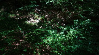 Ormanda yeşil yapraklar