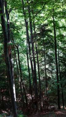 Yeşil yosunlu orman