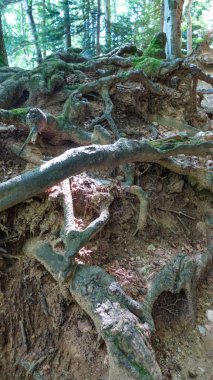 Ormandaki ağaç kökleri