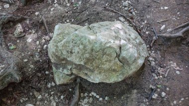 Büyük taş ormandaki bir kayanın üzerinde.