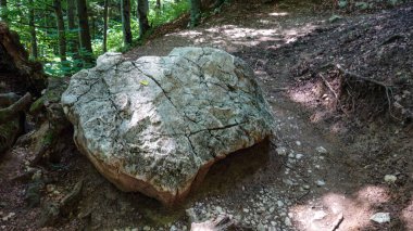 Ormanda bir patikada kayalar