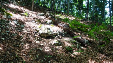 Carcascadne, Fransa 'da bir ormanda yürüyüş yapmak.