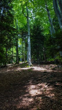 Yaz mevsiminde ağaçlı ve yapraklı orman