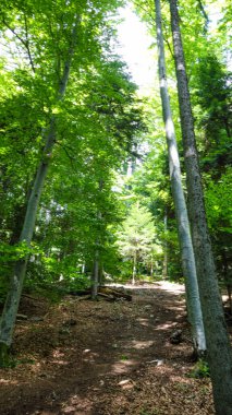 Yeşil ağaçların ortasındaki orman yolu