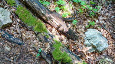 Ormanda eski ve terk edilmiş bir odun yığını.
