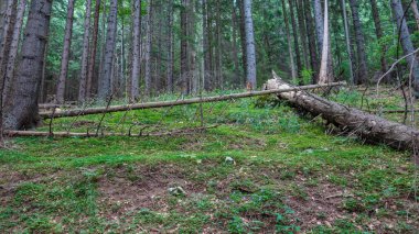 Ormandaki kesilmiş ağaçların dikey görüntüsü.