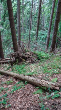 Karpatlar Ormanı. Karpatlar ormanın en güzel ve en güzel manzaralarıdır..
