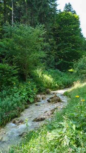 Karpatlar 'daki güzel dağ ormanı