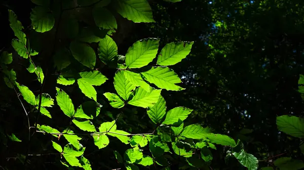 yeşil yapraklar, bitki örtüsü