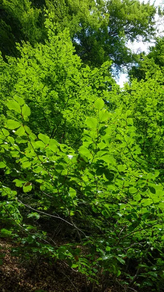 bahar yeşili yaprakları, doğa bitki örtüsü, çevre