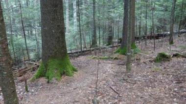 Uzun, yosun kaplı ağaçlar ve yumuşak, toprak yolu olan sakin orman manzarası..