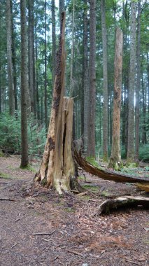 Yoğun, gür orman yapraklarının arasında, doğanın saf güzelliğini ve dayanıklılığını vurgulayan kırık bir ağaç gövdesi duruyor..