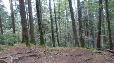 Yükselen ağaçlarıyla yemyeşil orman ve sakin doğal ortamında yosun kaplı kökler..