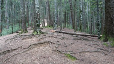 Huzurlu bir yürüyüş yolunda ağaçların kökleri açıkta..