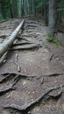 Gürültülü ağaç kökleriyle kaplı sakin bir orman zemini ve sakin bir ormanlık alanda düşmüş bir kütük..