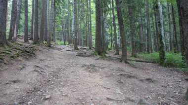 Huzurlu bir günde yemyeşil ağaçların arasından süzülen sakin orman patikası.
