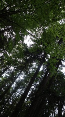 Huzurlu ormandaki uzun, yemyeşil ağaçların görkemli manzarası.