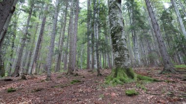 Yükselen ağaçlar ve yemyeşil verimli orman manzarası.