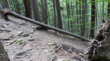 Devrilen bir ağaç, ormanlık alanda doğal bir köprü oluşturur..
