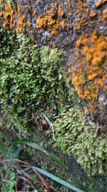 Canlı yeşil ve turuncu yosunların yakın çekim görüntüsü doğal bir ortamda, taş bir yüzey üzerinde büyüyor..