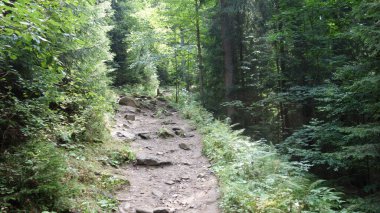 Ağaçların arasından süzülen yemyeşil ve güneş ışığıyla kaplı manzaralı orman patikası..