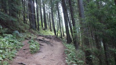 Serene orman patikası yemyeşil ve yüksek ağaçlarla sakin, bulutlu bir günde.