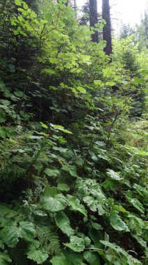 Bereketli yeşil yapraklar ve eğrelti otları, yüksek ağaçların arasından süzülen güneş ışığıyla vurgulanan sakin bir orman ortamında gelişir..