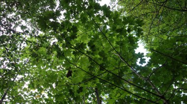 Lush green canopy of leaves in a dense forest, with sunlight filtering through. clipart