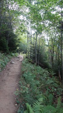 Bereketli yeşil yapraklar ve uzun ağaçlarla çevrili sakin orman yolu..